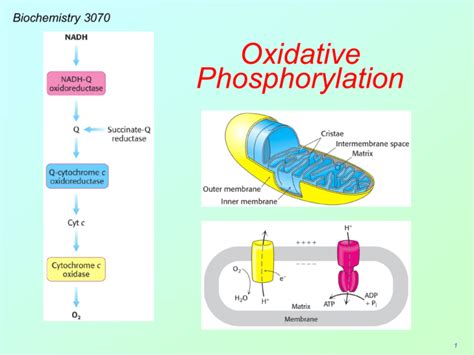 oxidative phosphorylation reactants|Oxidative Phosphorylation .